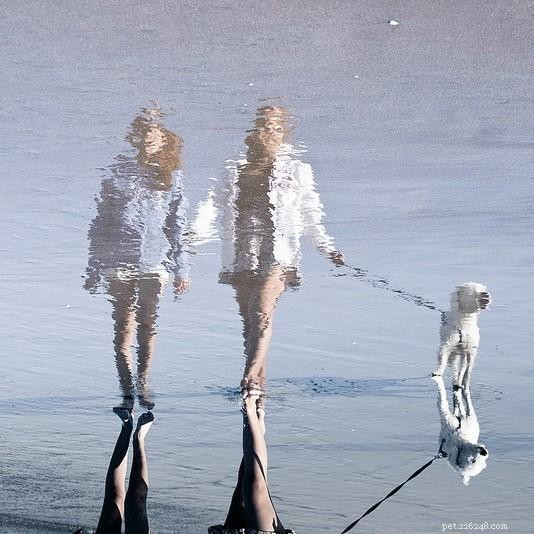 Avoid These 5 Common Mistakes When Walking Your Dog