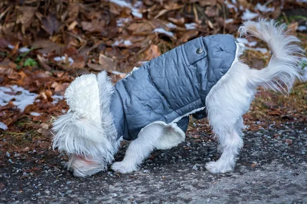 Avoid These 5 Common Mistakes When Walking Your Dog