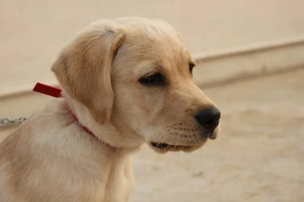 What Causes a Dog’s Personality to Shift? Understanding Key Factors