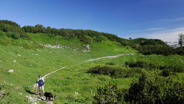 Avoid These 5 Common Mistakes When Walking Your Dog