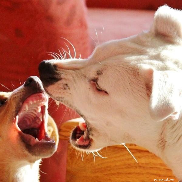 What Causes a Dog’s Personality to Shift? Understanding Key Factors
