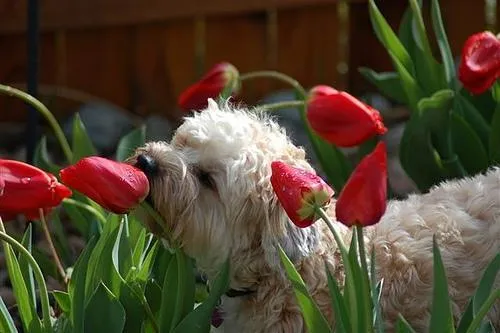What Causes a Dog’s Personality to Shift? Understanding Key Factors