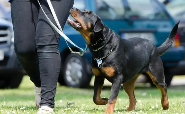 What Causes a Dog’s Personality to Shift? Understanding Key Factors