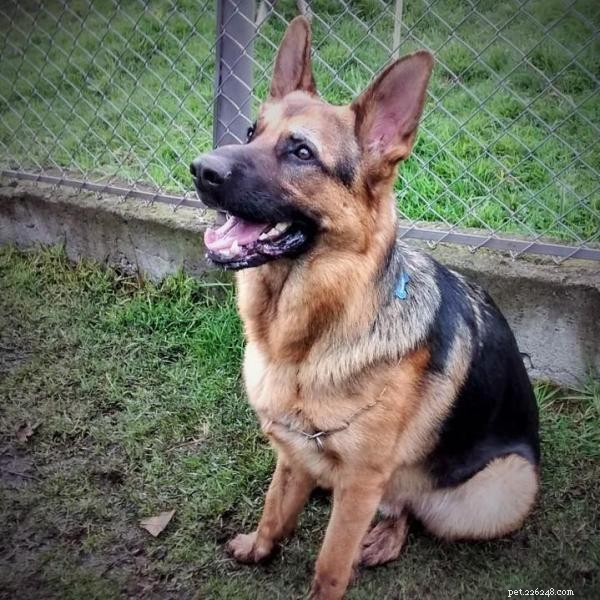 Essential Dog Training: Core Commands for a Well-Behaved Companion