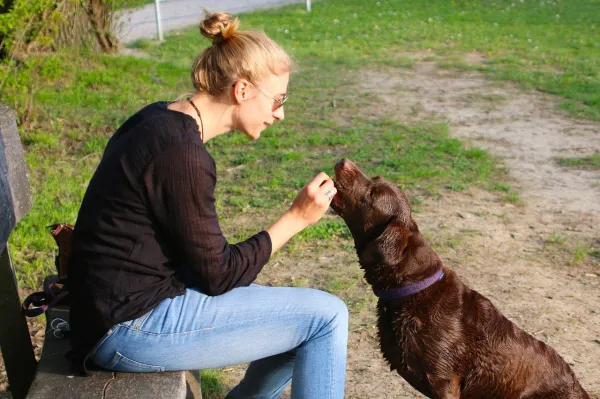Essential Dog Training: Core Commands for a Well-Behaved Companion