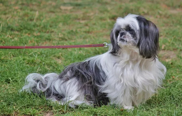 Essential Dog Training: Core Commands for a Well-Behaved Companion