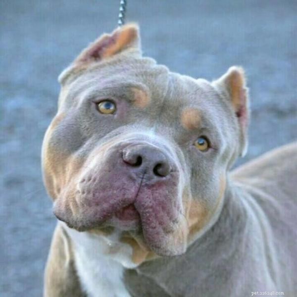 Proven Training Strategies for Your American Bully