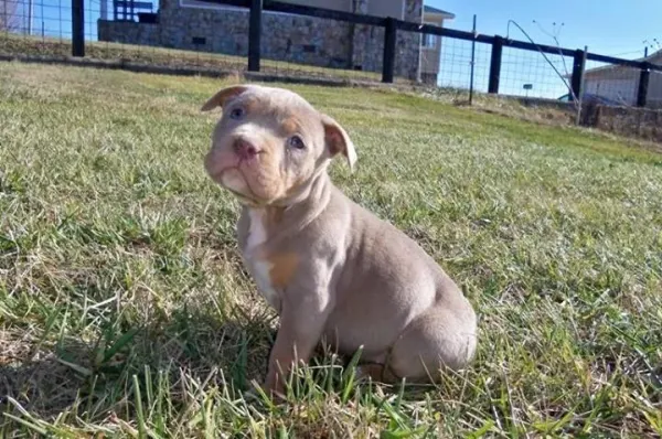 Proven Training Strategies for Your American Bully