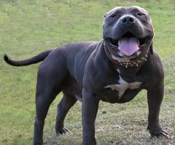 Proven Training Strategies for Your American Bully