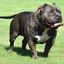 Proven Training Strategies for Your American Bully