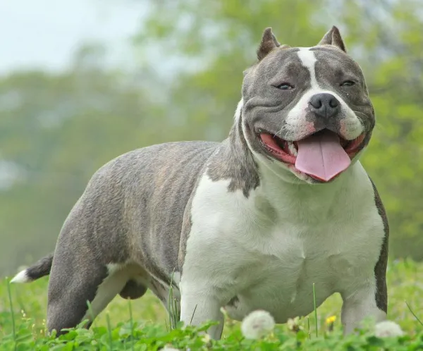 Proven Training Strategies for Your American Bully
