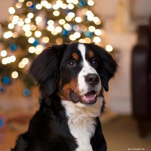 How to Keep Your Dog Safe and Protect Your Christmas Tree