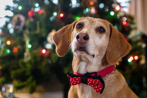 How to Keep Your Dog Safe and Protect Your Christmas Tree