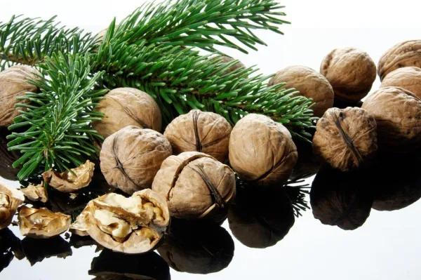 How to Keep Your Dog Safe and Protect Your Christmas Tree