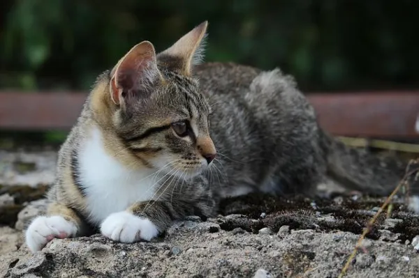Why Do Cats Bite? Understanding and Resolving Cat Biting Behavior