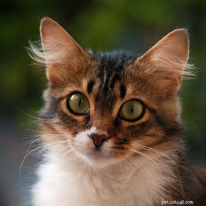 Why Do Cats Bite? Understanding and Resolving Cat Biting Behavior