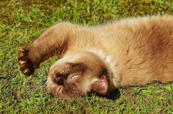 Why Do Cats Bite? Understanding and Resolving Cat Biting Behavior