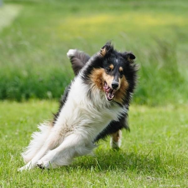 Your Dog Ran Off: Proven Steps to Prevent Escapes & Keep Your Pup Safe