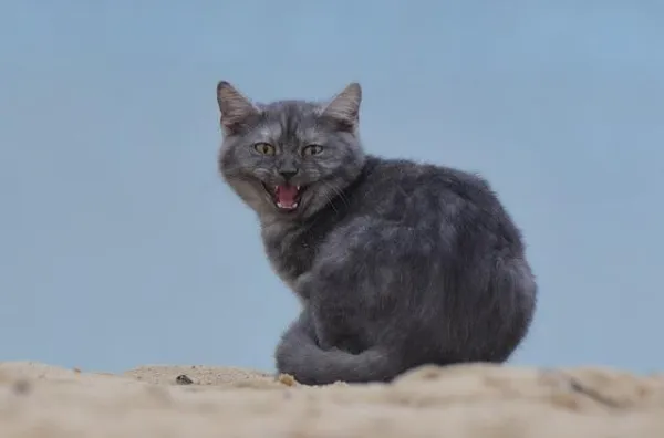 Why Do Cats Bite? Understanding and Resolving Cat Biting Behavior