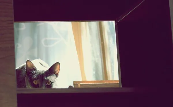 Why Do Cats Bite? Understanding and Resolving Cat Biting Behavior