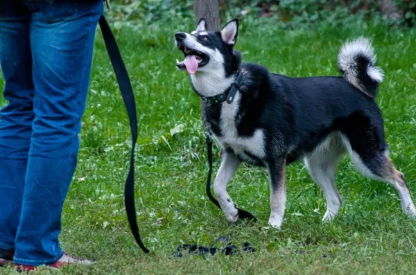 Your Dog Ran Off: Proven Steps to Prevent Escapes & Keep Your Pup Safe