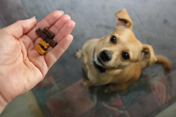 Your Dog Ran Off: Proven Steps to Prevent Escapes & Keep Your Pup Safe