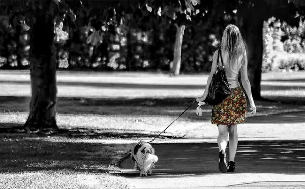 Effective Strategies to Train Your Dog for Positive Behavior