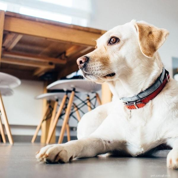 Effective Strategies to Train Your Dog for Positive Behavior