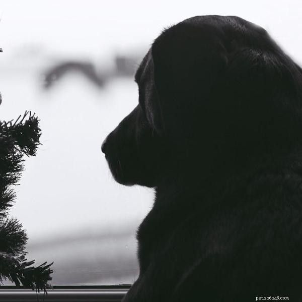 Why Do Dogs Cry When Left Alone? Understanding and Preventing Separation Anxiety