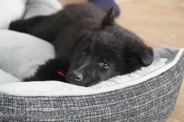 Why Do Dogs Cry When Left Alone? Understanding and Preventing Separation Anxiety