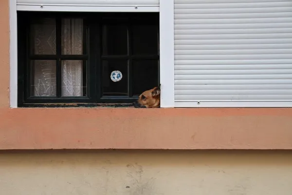 Why Do Dogs Cry When Left Alone? Understanding and Preventing Separation Anxiety