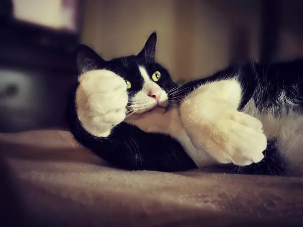 Catnip: Properties, Benefits, and Safe Use for Cats