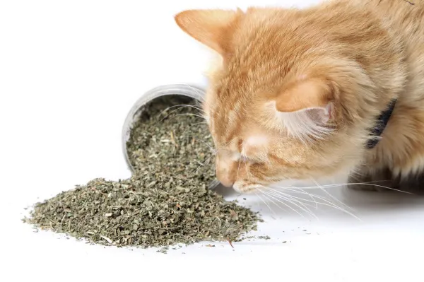 Catnip: Properties, Benefits, and Safe Use for Cats