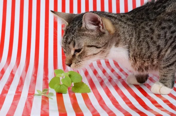 Catnip: Properties, Benefits, and Safe Use for Cats