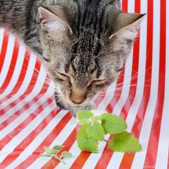 Catnip: Properties, Benefits, and Safe Use for Cats