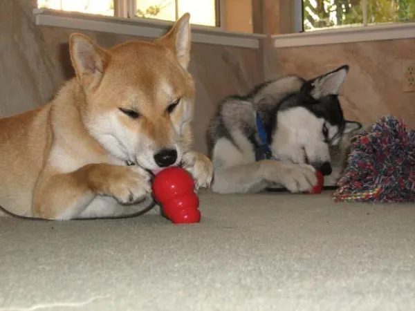 Stop Your Dog from Biting Furniture: Proven Training Tips