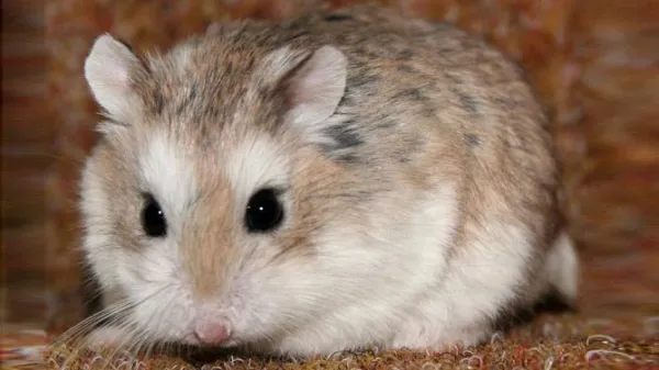 Prevent Biting: Simple Ways to Keep Your Roborovski Hamster Safe
