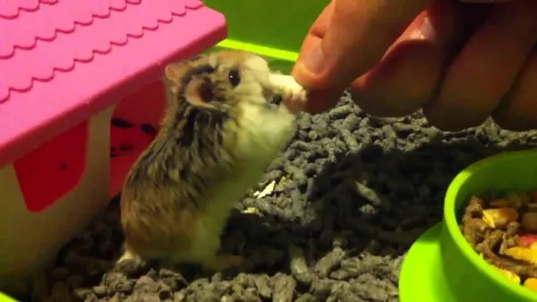 Prevent Biting: Simple Ways to Keep Your Roborovski Hamster Safe