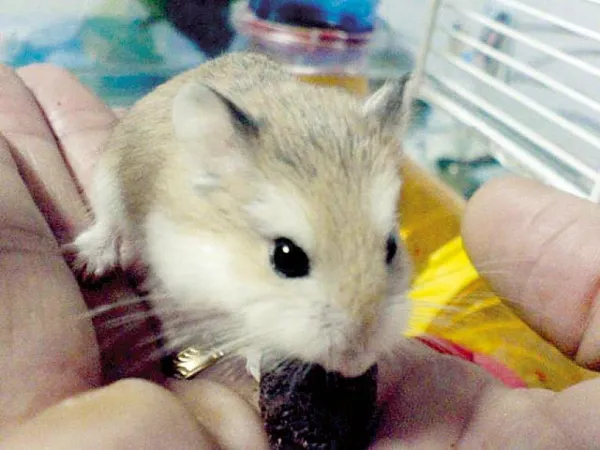 Prevent Biting: Simple Ways to Keep Your Roborovski Hamster Safe