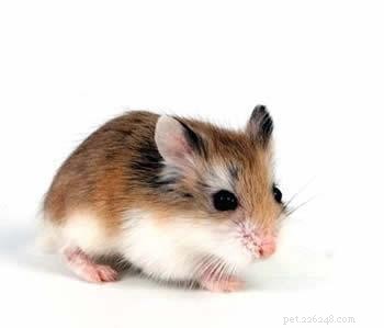 Prevent Biting: Simple Ways to Keep Your Roborovski Hamster Safe