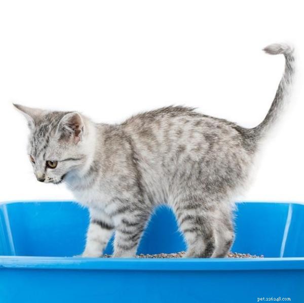 Mastering Cat Litter Training: A Guide to Quick, Stress-Free Results