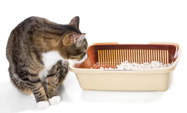 Mastering Cat Litter Training: A Guide to Quick, Stress-Free Results