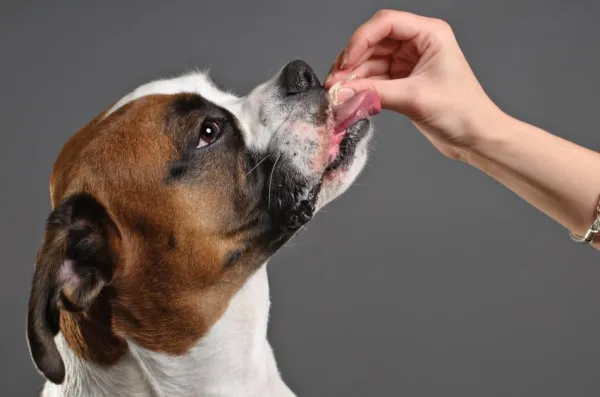 Master Dog Training: 5 Proven Tips for a Stronger Bond