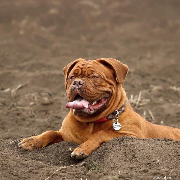 Master Dog Training: 5 Proven Tips for a Stronger Bond