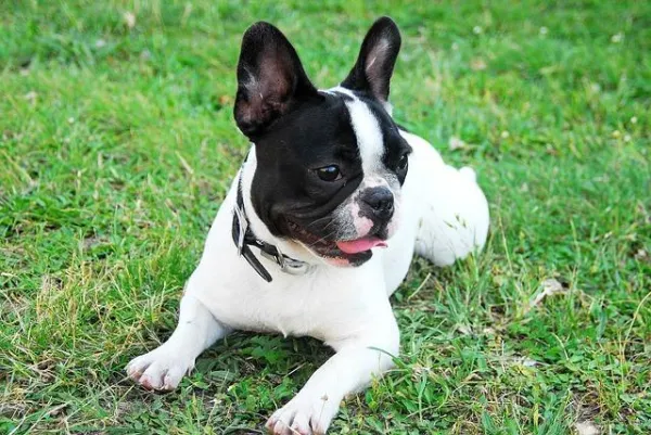 Master Dog Training: 5 Proven Tips for a Stronger Bond