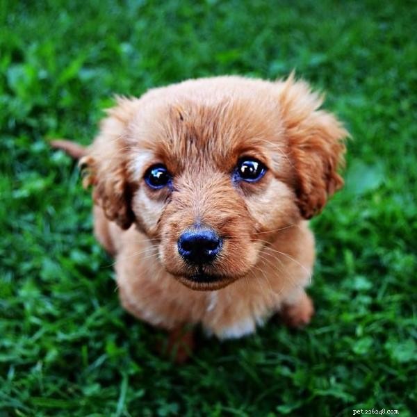 Effective Dog Training: Stop Indoor Urination with Positive Reinforcement
