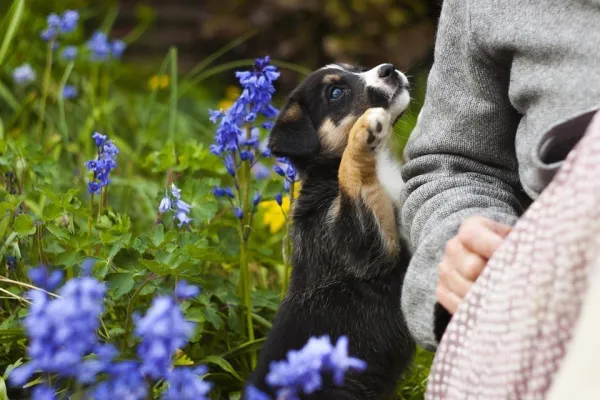 Effective Dog Training: Stop Indoor Urination with Positive Reinforcement