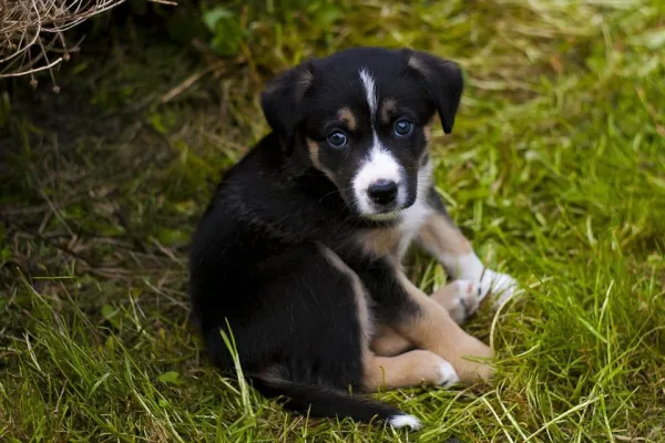 Effective Dog Training: Stop Indoor Urination with Positive Reinforcement