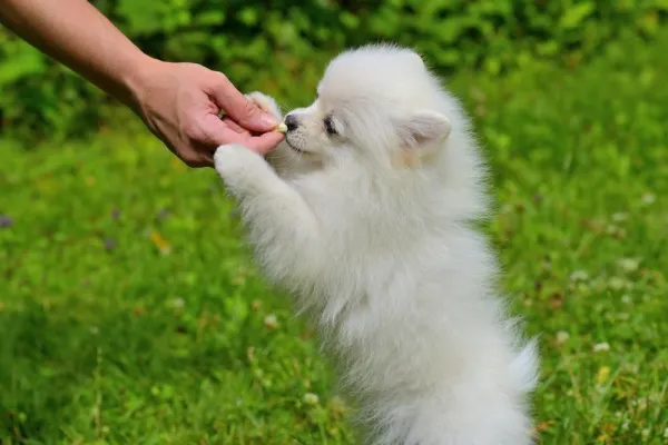 Effective Dog Training: Stop Indoor Urination with Positive Reinforcement