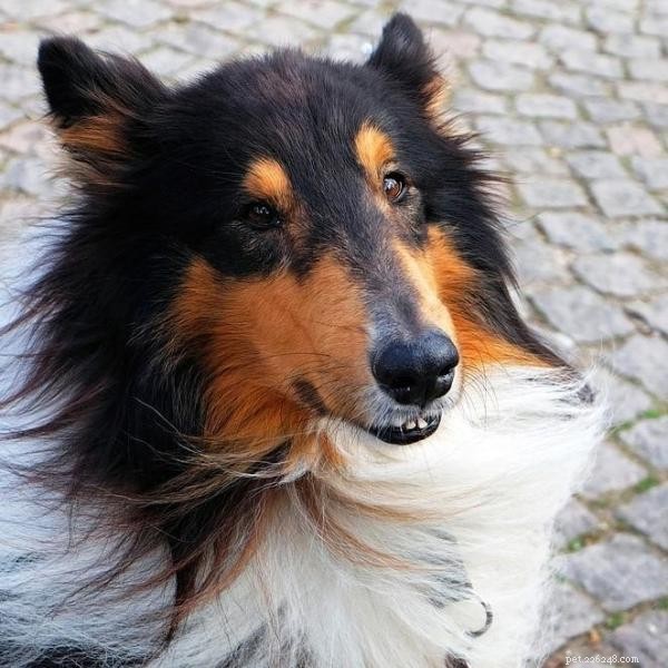 Master the Stay Command: Proven Steps to Keep Your Dog Calm on Cue